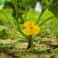 50 BANANA CANTALOUPE Melon Fruit Cucumis Melo Seeds