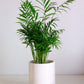 15 PARLOR PALM Neanthe Bella Palm Chamaedorea Elegans Tree Houseplant Seeds