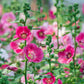 25 BRIGHT PINK HOLLYHOCK Alcea Rosea Flower Seeds Perennial