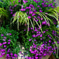 200 ROSAMOND LOBELIA Erinus Carmine Red & White Flower Seeds