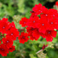 50 SCARLET VERBENA Red Nana Compacta Fragrant Flower Seeds
