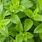 200 Lemon LEMONY CATNIP Nepeta Cataria Citriodora Herb Flower Seeds