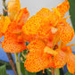 5 YELLOW CANNA LILY Indian Shot Canna Indica Flower Seeds