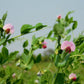 50 AUSTRIAN WINTER PEA Caley Flower Pisum Sativum Ground Cover Crop Legume Seeds