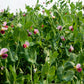 50 AUSTRIAN WINTER PEA Caley Flower Pisum Sativum Ground Cover Crop Legume Seeds