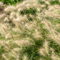 30 WHITE FOUNTAIN GRASS Pennisetum Villosum Ornamental Flower Seeds