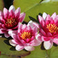 3 Organic Mixed Colors LOTUS Nelumbo Nucifera Pond Water Lily Lilypad Blue Red Flower Large Seeds