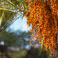 10 COCO PALM Jelly Palm Pindo Butia Capitata Edible Fruit Tree Houseplant Seeds