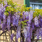 5 BLUE CHINESE WISTERIA Sinensis Ornamental Vine Climber Blue Violet Purple Flower Seeds