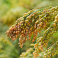 200 PROSO MILLET White Common Panicum Miliaceum Ornamental Grass Vegetable Seeds