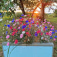 1000 Mixed BACHELORS BUTTON CORNFLOWER Centaurea Seeds
