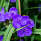 100 Purple OHIO SPIDERWORT (Widows Tears / Bluejacket) Tradescantia Ohiensis Flower Seeds