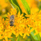 10 GAY BUTTERFLIES MILKWEED Red Yellow Orange Mix Asclepias Tuberosa Butterfly Weed Flower Seeds