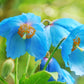10 BLUE HIMALAYAN POPPY Tibetan Meconopsis Betonicifolia Flower Seeds