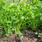 2000 Cutting LEAF CELERY Apium Graveolens Secalinum European Chinese Herb Seeds