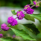 40 American PURPLE BEAUTYBERRY Shrub Flower Callicarpa Americana Seeds