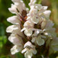 50 PAGODA MIX PRUNELLA Grandiflora Bigflower Selfheal Blue Pink etc Flower Seeds