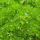 50 IRISH MOSS Groundcover Heath Pearlwort Sagina Subulata White Flower Seeds