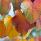 25 JUDAS TREE European Redbud Love Tree Cercis Siliquastrum Pink Purple Flower Seeds