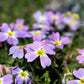 4000 VIRGINIA STOCK Malcolmia Maritima Flower Seeds