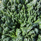1500 BLOOMSDALE SPINACH Spinacia Oleracea Vegetable Seeds