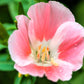 500 DOUBLE DEUCES GODETIA Grandiflora Clarkia Amoena Mixed Colors & Bicolor Flower Seeds