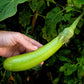 25 Louisiana LONG GREEN EGGPLANT Solanum Melongena Fruit Vegetable Seeds