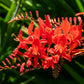 10 RED LUCIFER CROCOSMIA Crocosmia Masoniorum Flower Seeds