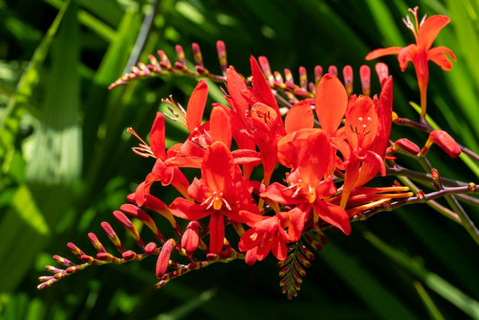10 RED LUCIFER CROCOSMIA Crocosmia Masoniorum Flower Seeds