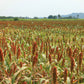50 M81E SORGHUM Light Amber Syrup Bicolor Vegetable Grain Seeds