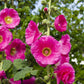 25 BRIGHT PINK HOLLYHOCK Alcea Rosea Flower Seeds Perennial