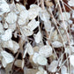 100 LUNARIA Biennis ( MONEY PLANT / Silver Dollar / Honesty / Moonwort / L Annua ) Flower Seeds