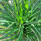 3000 QUICKDRAW ORCHARDGRASS Cat Grass Petgrass Cocksfoot Cool-Season Sun or Shade Dactylis GlomerataPerennial Bunchgrass Quick Draw Grass Seeds