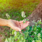 200 Lemon LEMONY CATNIP Nepeta Cataria Citriodora Herb Flower Seeds