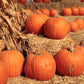 50 CONNECTICUT FIELD PUMPKIN BigTom Orange Yankee Cucurbita Pepo Vegetable Seeds