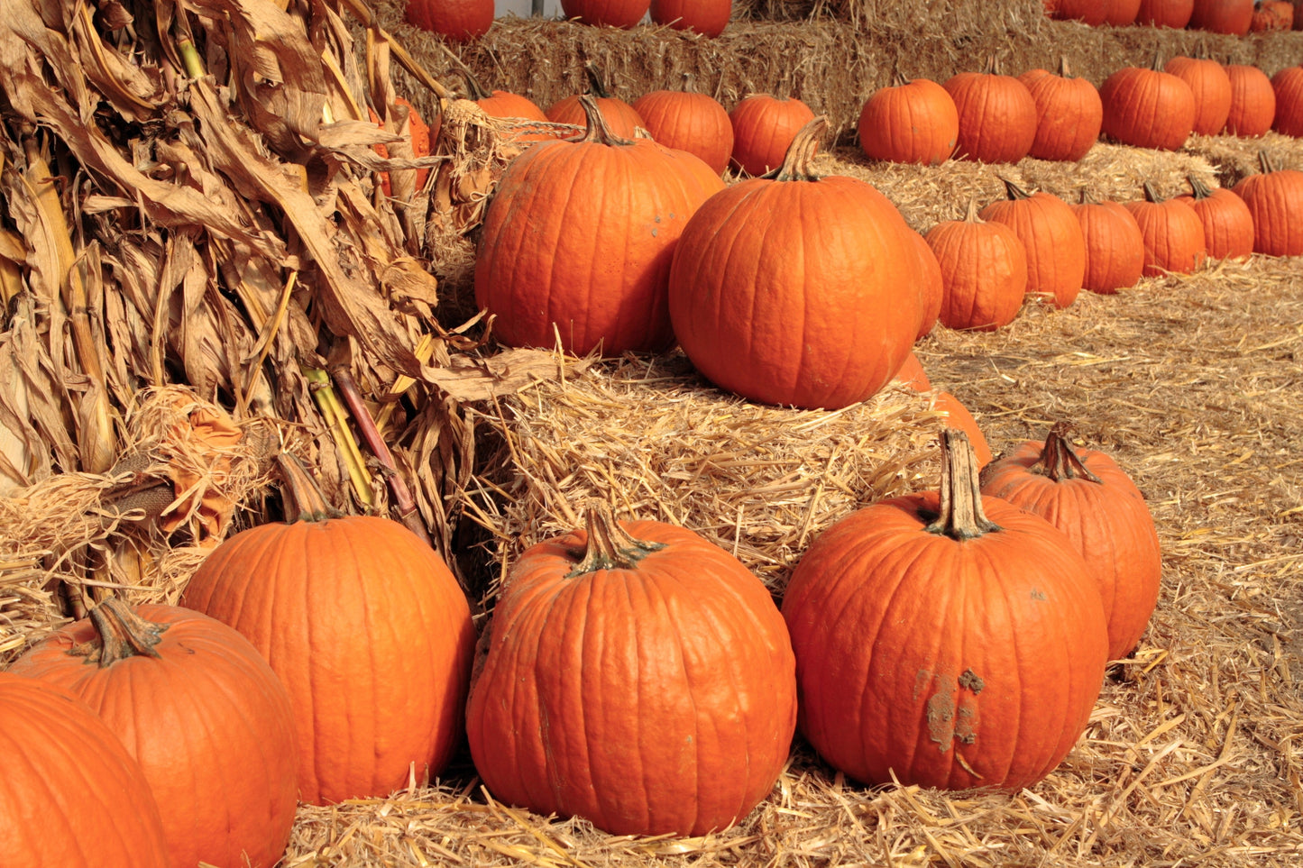 50 CONNECTICUT FIELD PUMPKIN BigTom Orange Yankee Cucurbita Pepo Vegetable Seeds