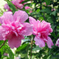 1000 BULK Mixed Colors ROSE Of SHARON HIBISCUS Syriacus Flower Tree Shrub Seeds