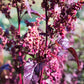100 GIANT GOOSEFOOT Chenopodium Giganteum Purple Magenta Spreen Vegetable Seeds