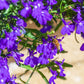 200 Lavender & White MRS CLIBRAN LOBELIA Erinus Flower Seeds