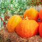 25 BIG MAX PUMPKIN Cucurbita Maxima Vegetable Seeds (Grow 100 pound pumpkins!)
