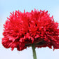 100 Red OASE PEONY POPPY Papaver Peoniflorum Double Flower Seeds