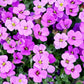 400 RAINBOW ROCKCRESS Rock Cress Large Flowered Aubrieta Cultorum Flower Seeds