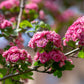 20 ENGLISH HAWTHORN TREE Edible Fruit Flower Mayflower Crataegus Laevigata Seeds