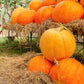25 BIG MAX PUMPKIN Cucurbita Maxima Vegetable Seeds (Grow 100 pound pumpkins!)