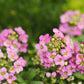 1000 Pink ALYSSUM ROSIE O DAY Lobularia Maritima Flower Seeds