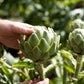 75 GREEN GLOBE ARTICHOKE Cynara Scolymus Vegetable Seeds