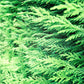 25 THUJA TREE Cedar Thuja Occidentalis Conifer Seeds