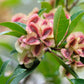 40 Mixed Colors FLORIDA HOPBUSH Dodonaea Viscosa Hawaiian Hopseed Flower Shrub Seeds