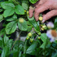 20 ' PINEAPPLE CRUSH ' STRAWBERRY Everbearing Fragaria Vesca Alpine White Yellow Berry Seeds