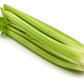 1000 TALL UTAH CELERY Apium Graveolens Dulce Vegetable Seeds